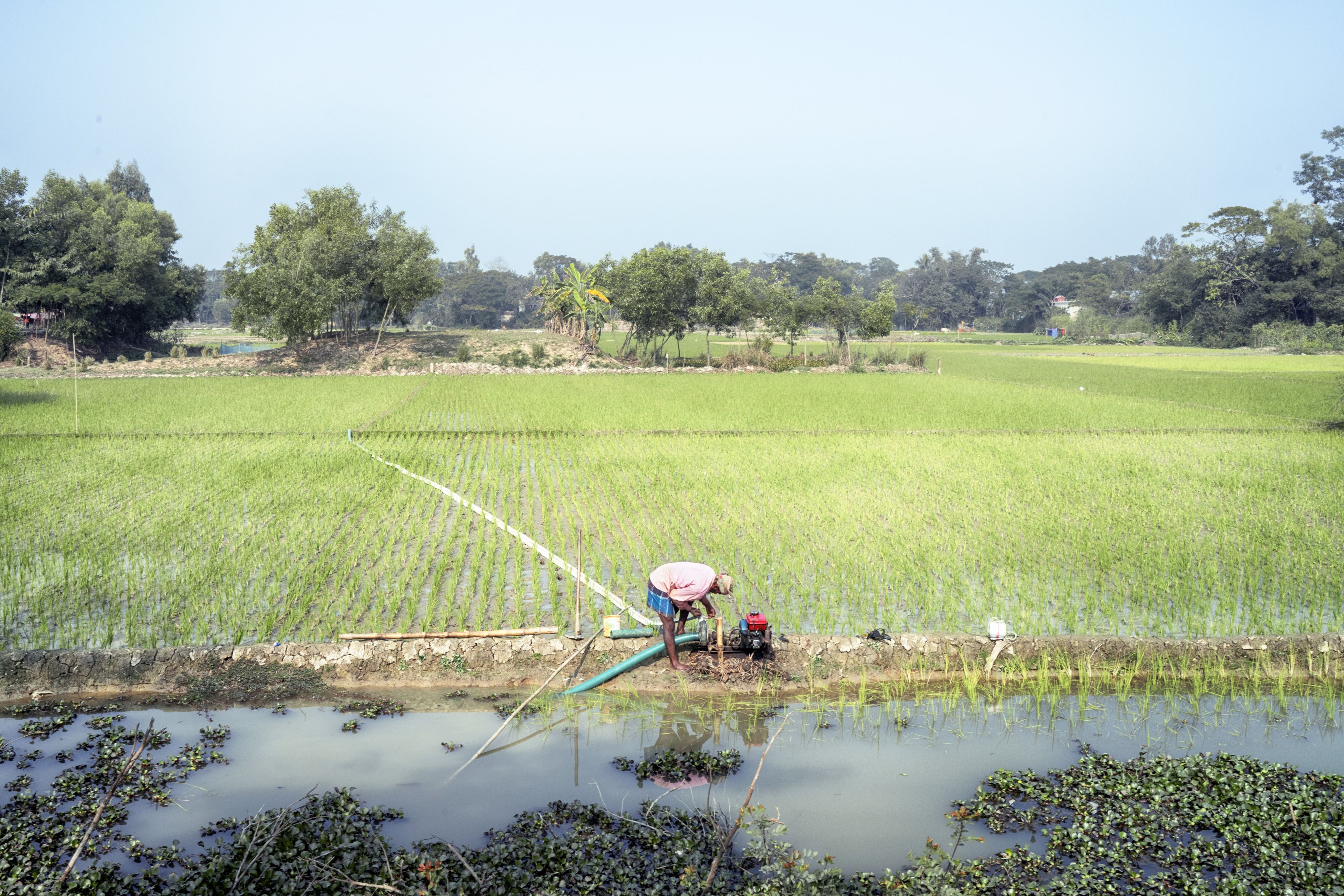 The flood-prone fields around Afsa's home in Sylhet, Bangladesh