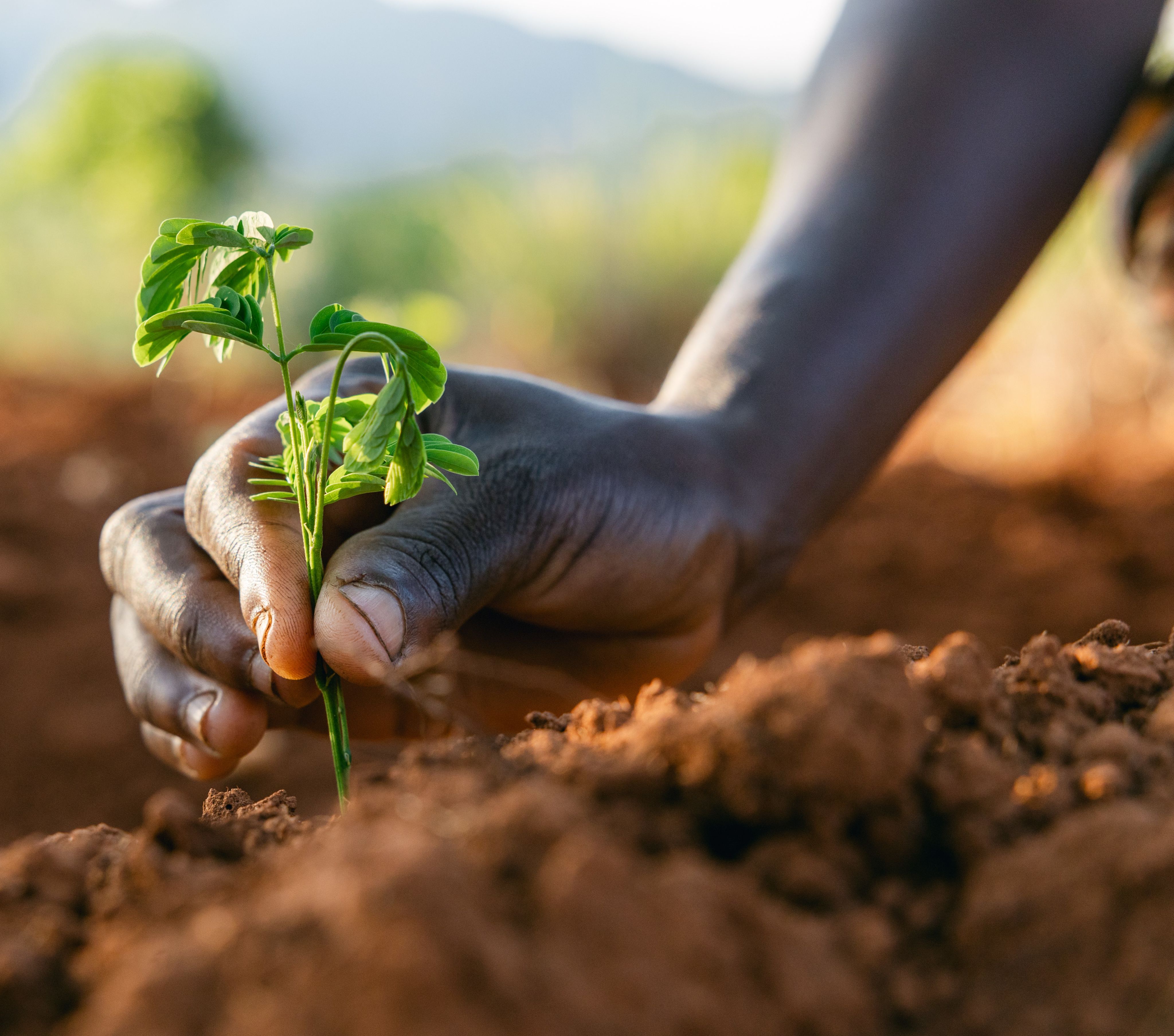 Photo: Patricia planting a sapling in her family garden in Malawi.Credit: Sam Vox / Save the Children.